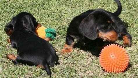 Get great deals on ebay! Miniature Dachshund Puppies For Sale | Ann Arbor, MI #267681