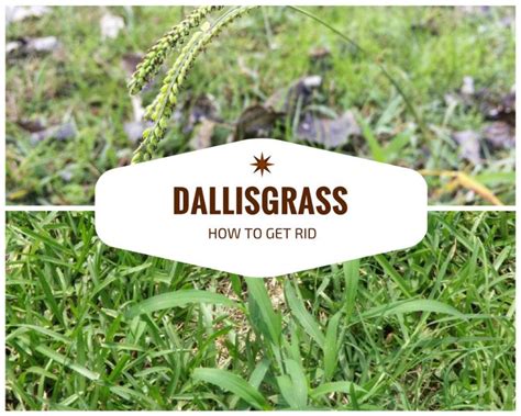 How To Get Rid Of Dallisgrass And Preventing Their Growth