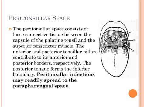 Ppt Anatomy Of Head And Neck Infections Powerpoint Presentation Id