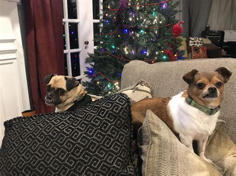 We Just Adopted These Two Goofballs For Christmas Meet Beans The Pug Mix And Coco The Chihuahua