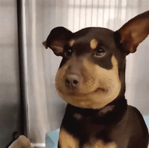 Dogs Who Ate Bees And Regretted It