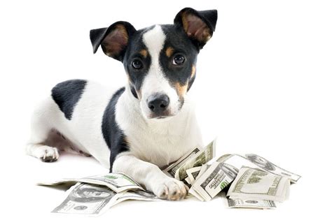 15 of the Most Expensive Dogs, Cats, and Other Pets to Own ...