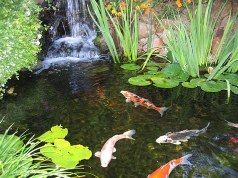 Download all photos and use them even for commercial projects. Koi Pond Photos. Garden Koi Pond Guide - Enjoy the beauty ...