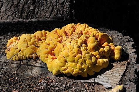 Yellow Fungi Growing On Tree Stump In Forest Near Serene L Flickr