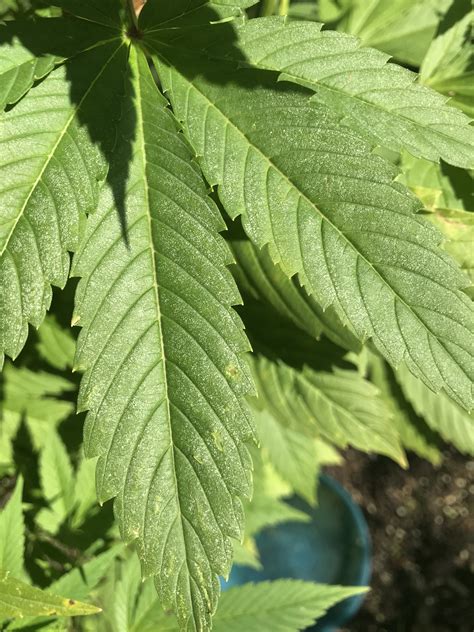 Powdery mildew is a fungus that looks like flour dusted on plants, often in circular spots. First grow powdery mildew? | Grasscity Forums - The #1 ...