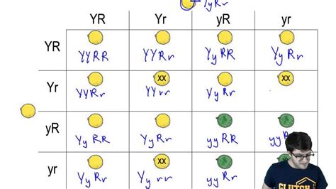 Punnett Square For A Dihybrid Cross