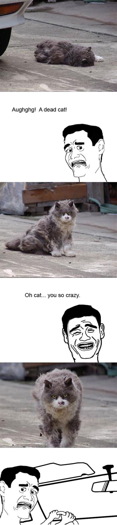 Rage Faces Cat Funny Pictures And Best Jokes Comics Images Video