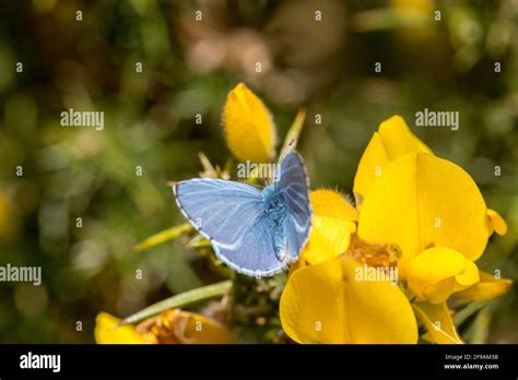 Male Holly Blue Butterfly Resting On Gorse Flower Stock Photo Alamy