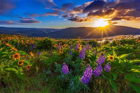 Beautiful Wildflower In Sunrise Columbia River Gorge Oregon Glow