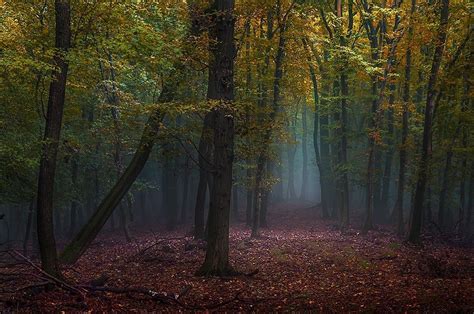Mist Forest Fall Leaves Path Trees Nature Morning Landscape Wallpaper