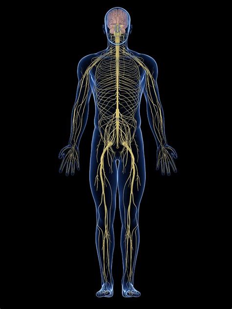 As in the central nervous system, peripheral nervous pathways are made up of neurons (that is, nerve cell bodies and their axons and dendrites) and synapses, the points at which one neuron communicates with the next. Human Nervous System, Artwork Photograph by Sciepro