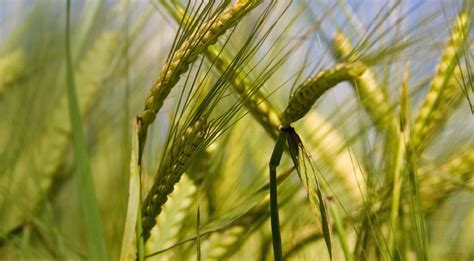 American heritage® dictionary of the english language, fifth edition. Barley Grass ~ Information on Hordeum vulgare