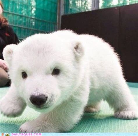 46 Best Polar Bear Images On Pinterest Polar Bears Baby Puppies And