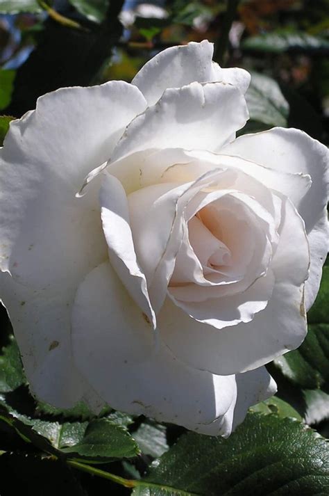 Белые розы чистые мысли😇 おしゃれまとめの人気アイデア｜pinterest｜irina