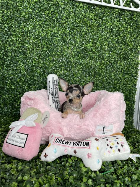 [LETTER3 5] Micro Teacup Chihuahua For Sale In North Carolina Terms Of Use