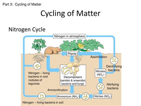 Ppt Cycling Of Matter Powerpoint Presentation Free Download Id1992072