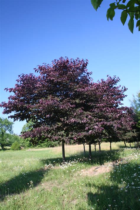 Flowering Tree Forest Pansy Redbud Cercis Canadensis Forest Pansy