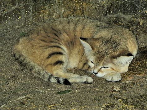 Check spelling or type a new query. Zoo Volunteer: Miscellaneous Mammals: The Sand Cat