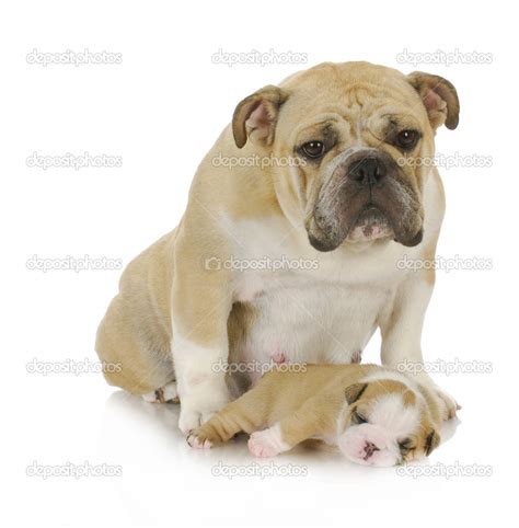 Filhote De Cachorro E Cão De Mãe — Fotografias De Stock © Willeecole 15795405