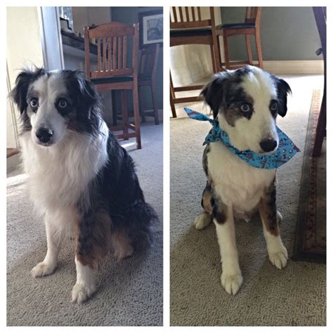 Guide to australian shepherd training & care. My 10 year old mini Aussie, before and after his annual ...