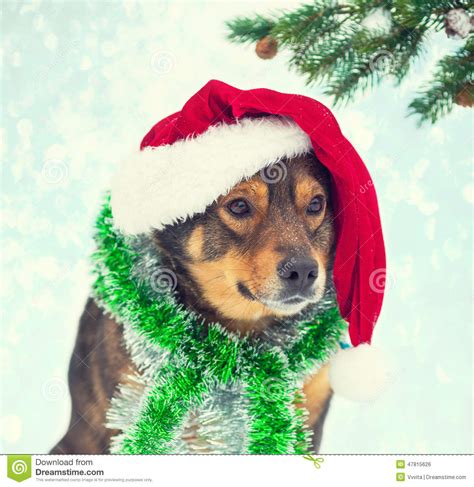 Dog Wearing Santa Hat Stock Photo Image Of Furry Pooch 47815626