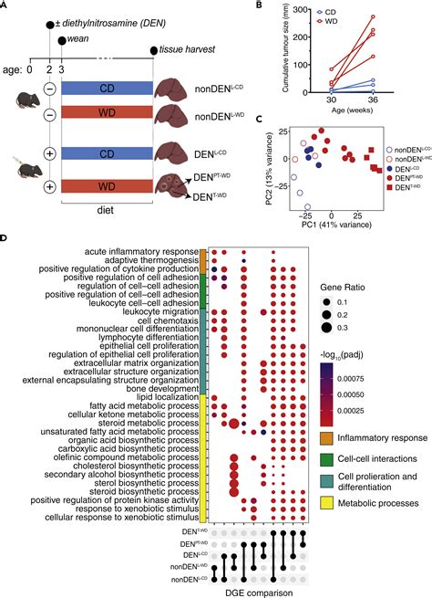Systematic diet composition swap in a mouse genome-scale metabolic