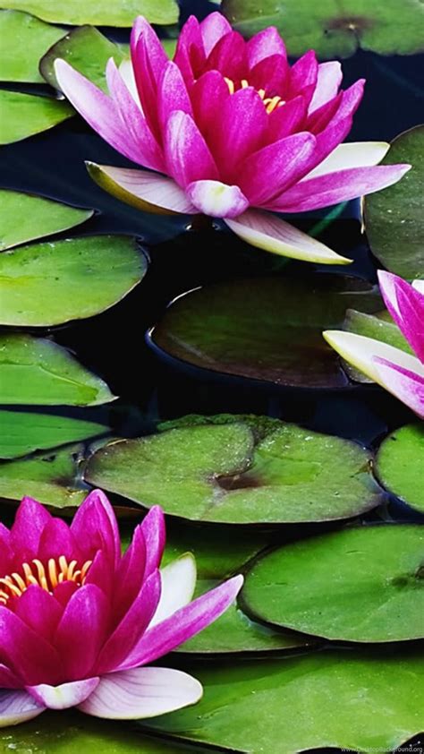 Water Lily Flower Wallpapers Hd Of Beautiful Lotus Flowers