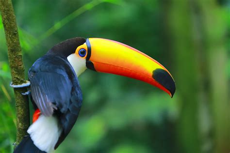 #amazzonia soffre , brucia e noi distruggiamo il nostro futuro stop #bolsonaro #amazonrainforest foto di joedson alvespic.twitter.com/e717yphb0d. Amazzonia in fiamme: quali sono le conseguenze per gli ...