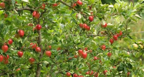 Fruit Trees Home Gardening Apple Cherry Pear Plum Fruit Trees For