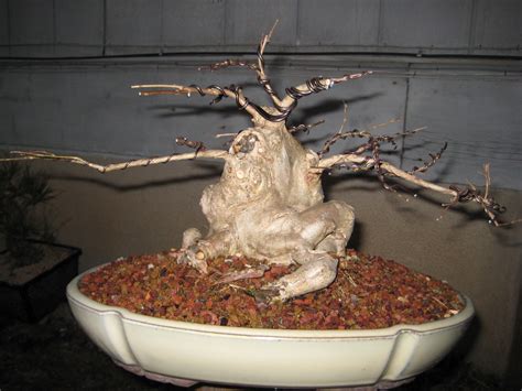 Maybe you would like to learn more about one of these? Potted Crape Myrtle, Lagerstroemia | D-Ho Bonsai