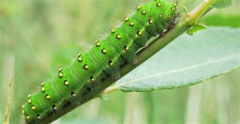 Many caterpillars, particularly hawkmoths, use their tails to distract predators. Types of Green Caterpillars with Identification Guide | Nestia