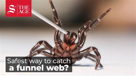 The Sydney Funnel Web Spider Funnel Webs Spin A Deadly Doorbell