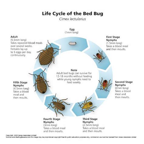 Bed Bugs Lafayette County Wisconsin