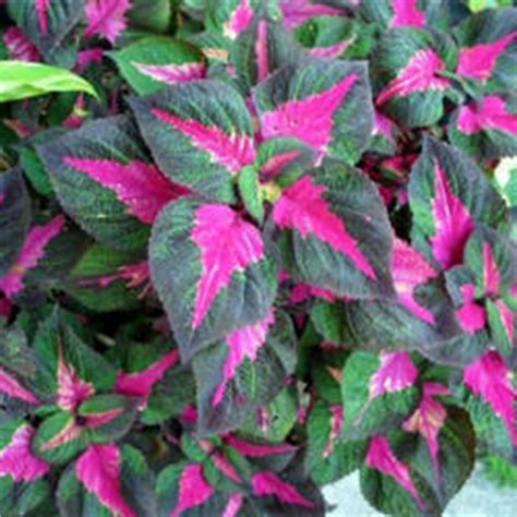 In the shade, the colors lighten and include green, pink, cream, and plum colors. Image