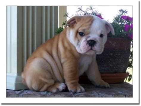 Short mugs rescue squad (shelter. Pets - El Paso, TX - Free Classified Ads