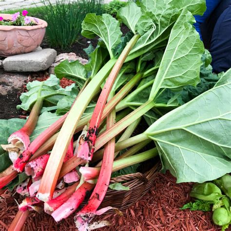 How And When To Harvest Rhubarb With Photos And Video