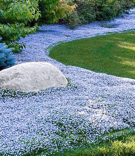Den blütenreichtum und die vielfalt der arten gibt es sonst nur noch bei. Blauer Stauden-Garten: 1A-Pflanzen kaufen | BALDUR-Garten