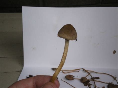 Need Id Help Kentucky Wild Mushroom Mushroom Hunting And