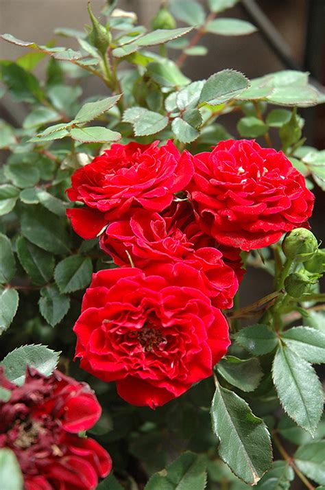 Serving the long island ny community: Red Sunblaze® Rose (Rosa 'Meirutral') in Long Island ...