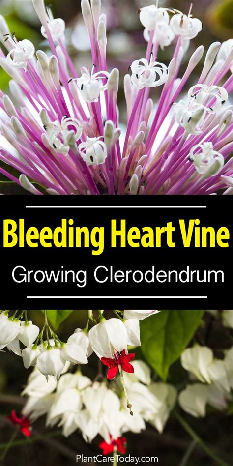 Facts on bleeding heart vine flower, including biology of the bleeding heart vines plants, growing, pruning and care tips with pictures and recommended bleeding bleeding heart vine is a complete different plant as they are tropical flowers, and the former is not. Growing Clerodendrum Plant: How To Care For The Bleeding ...