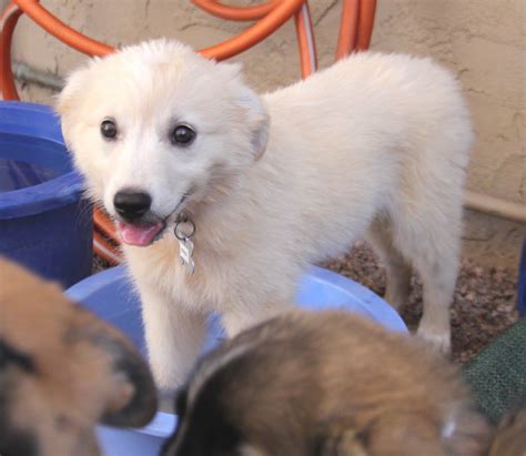 There are so many loving dogs, cats and rabbits near you waiting for a family to call their own. Arizona Small Dog Rescue nonprofit in Phoenix, AZ ...