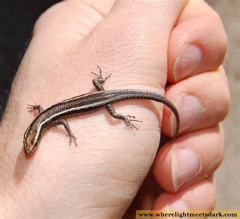 Common Garden Skink Alchetron The Free Social Encyclopedia