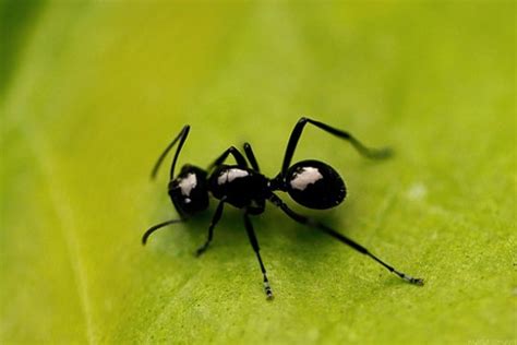 Bolehkah membunuh semut yang menganggu? Petua Menghindari Semut