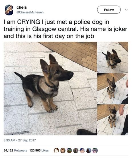 50 Tweets Youre Gonna Love If You Have A Dog Or Know A Dog Funny