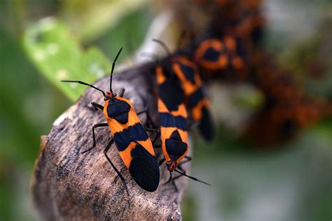 a detailed explanation of the life cycle of a milkweed bug