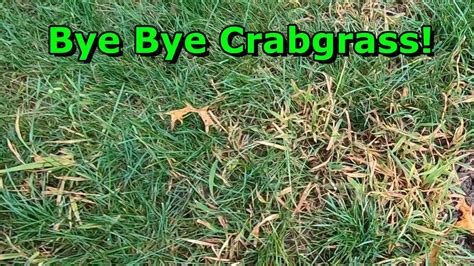 How To Get Rid Of Crabgrass In Your Lawn Youtube