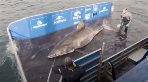 Year Old Great White Shark Queen Of The Ocean Caught And Tagged