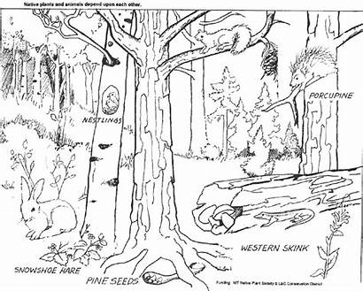 Forest Coloring Pages Printable Animals Biome Deciduous