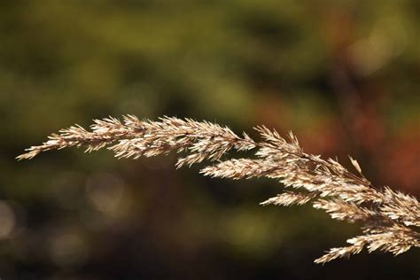 Free Picture Nature Reed Grass Herb Plant Autumn Daylight Outdoor