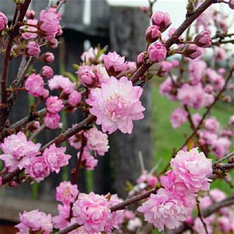 Although generally hardy to zone 5, 'adonis blue' and 'strawberry lemonade' can be successful in zone 4. Dwarf Flowering Almond (Prunus glandulosa 'Rosea Plena')